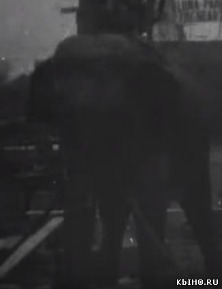Фильм онлайн Казнь слона 1903. Онлайн кинотеатр all-serialy.ru